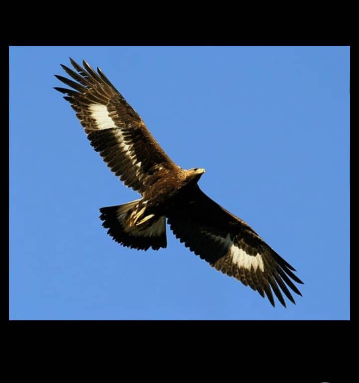 Hollywood est plus fort,The American Dream a gagné